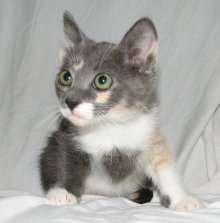 another picture of Jessica, a Domestic Medium Hair dilute calico