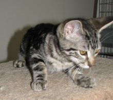 another picture of Tommy Tabby, a Domestic Short Hair brown tabby