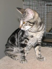 picture of Tommy Tabby, a Domestic Short Hair brown tabby