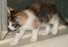 another picture of Star, a Domestic Short Hair calico