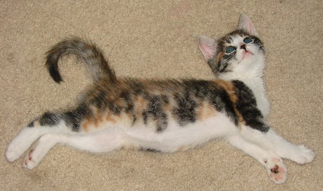 picture of Star, a Domestic Short Hair calico