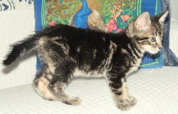 picture of Junior, a Domestic Short Hair tabby