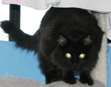 picture of Mr. Chapman, a Domestic Long Hair black