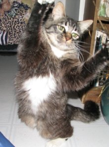 another picture of Johnnie, a Domestic Medium Hair tabby/white
