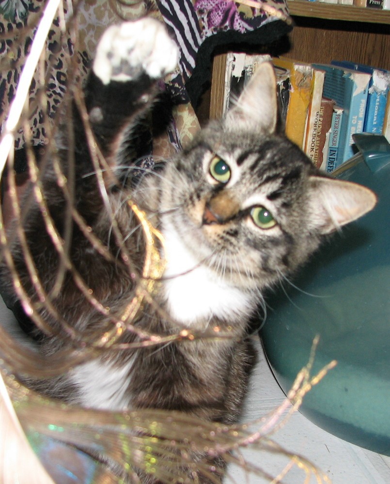 picture of Johnnie, a Domestic Medium Hair tabby/white