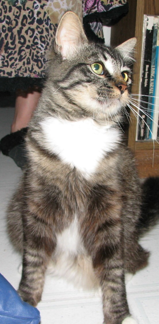 picture of Johnnie, a Domestic Medium Hair tabby/white