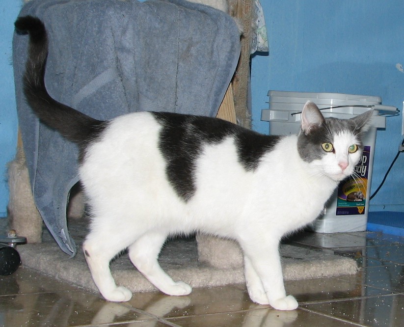 picture of Steve, a Domestic Short Hair white/gray