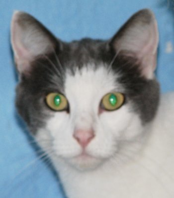 picture of Steve, a Domestic Short Hair white/gray