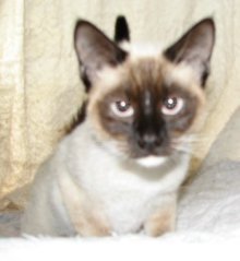 picture of Avati, a Siamese/Domestic Short Hair-x sealpoint
