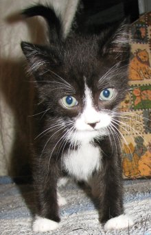 picture of Felix, a Domestic Short Hair black/white