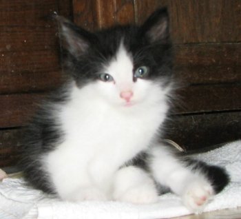 picture of Cece, a Domestic Medium Hair black/white