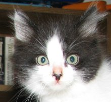 another picture of B.b., a Domestic Medium Hair white/black
