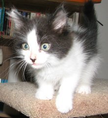 picture of B.b., a Domestic Medium Hair white/black