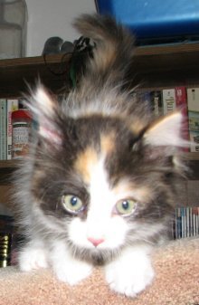 picture of Molly, a Domestic Medium Hair calico