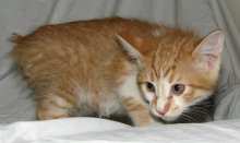 another picture of Harold, a Manx-x orange/white