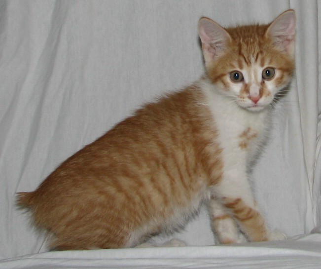picture of Harold, a Manx-x orange/white