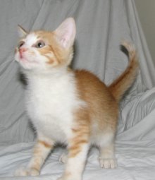 another picture of Kumar, a Domestic Short Hair orange/white