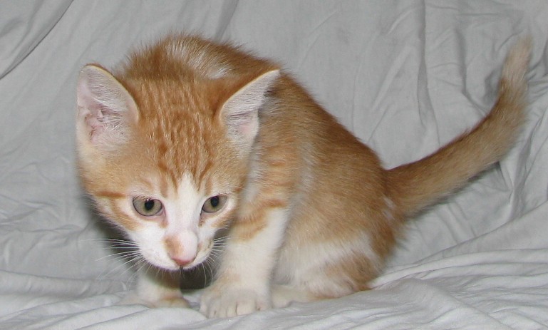 picture of Kumar, a Domestic Short Hair orange/white