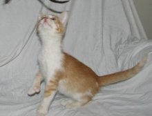 picture of Kumar, a Domestic Short Hair orange/white