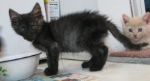 picture of Coal, a Domestic Medium Hair smoke