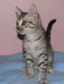 another picture of Roscoe, a Domestic Short Hair gray tabby