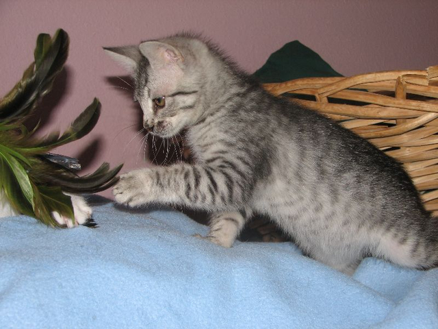picture of Roscoe, a Domestic Short Hair gray tabby