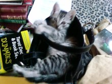 picture of Roscoe, a Domestic Short Hair gray tabby
