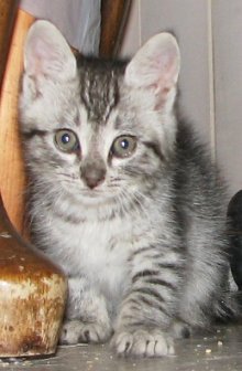 picture of Roscoe, a Domestic Short Hair gray tabby