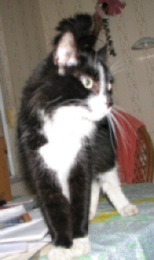 picture of Frances AKA Church Lady, a Domestic Medium Hair black/white