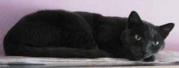 picture of Max, a Russian Blue gray