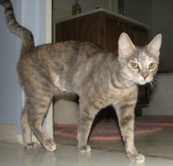 picture of Dolly, a Domestic Short Hair dilute tortoise-shell