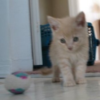 picture of Buddy, a Domestic Medium Hair buff