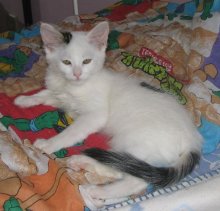 another picture of Pinto AKA Alex, a Domestic Medium Hair white/tabby