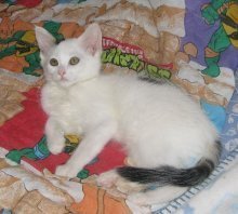 picture of Pinto AKA Alex, a Domestic Medium Hair white/tabby