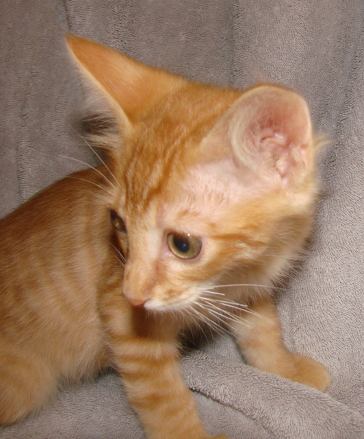 picture of Conrad, a Domestic Short Hair orange