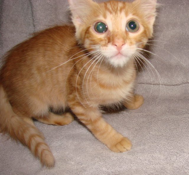 picture of Conrad, a Domestic Short Hair orange