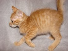 picture of Conrad, a Domestic Short Hair orange