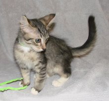 another picture of Carson, a Domestic Short Hair black/gray tabby