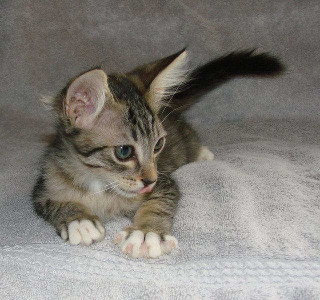 picture of Carson, a Domestic Short Hair black/gray tabby