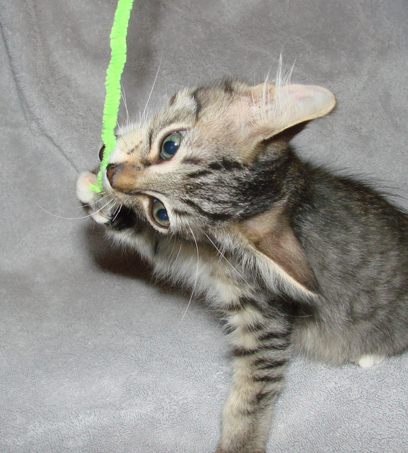 picture of Carson, a Domestic Short Hair black/gray tabby