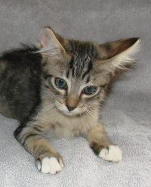 picture of Carson, a Domestic Short Hair black/gray tabby