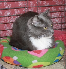 [another picture of Gonzo, a Domestic Medium Hair gray/white\ cat] 