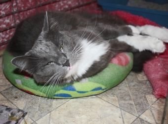 [picture of Gonzo, a Domestic Medium Hair gray/white cat]