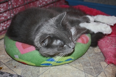 [picture of Gonzo, a Domestic Medium Hair gray/white cat]