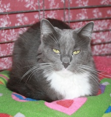 [picture of Gonzo, a Domestic Medium Hair gray/white\ cat] 