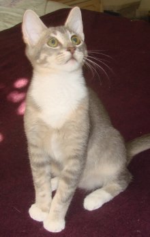 another picture of Cody, a Abyssinian/Domestic Short Hair-x gray