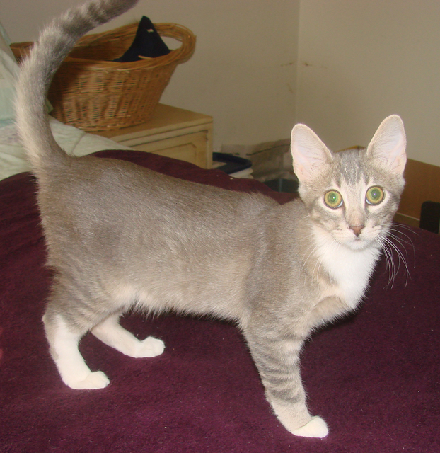 picture of Cody, a Abyssinian/Domestic Short Hair-x gray