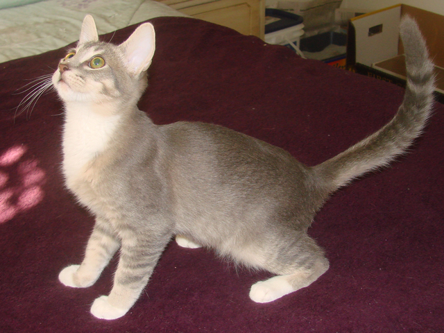 picture of Cody, a Abyssinian/Domestic Short Hair-x gray