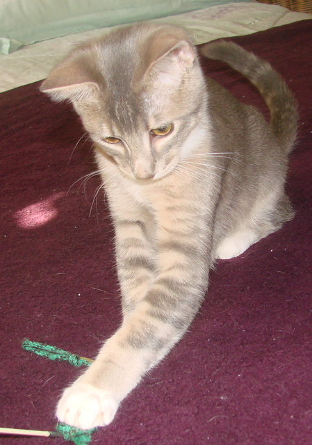 picture of Cody, a Abyssinian/Domestic Short Hair-x gray