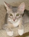 picture of Cody, a Abyssinian/Domestic Short Hair-x gray